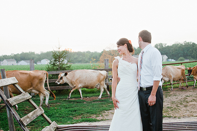 wedding couple and cows 