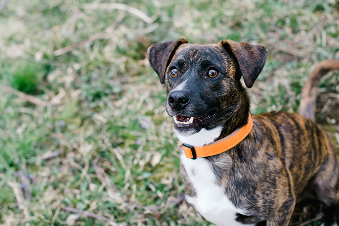 dog portrait photograph